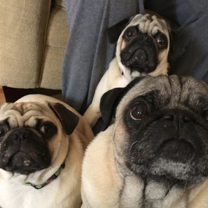 Bruiser Edgar and Rosco crop - A Trio of Pugs Learn to Cop a Chill