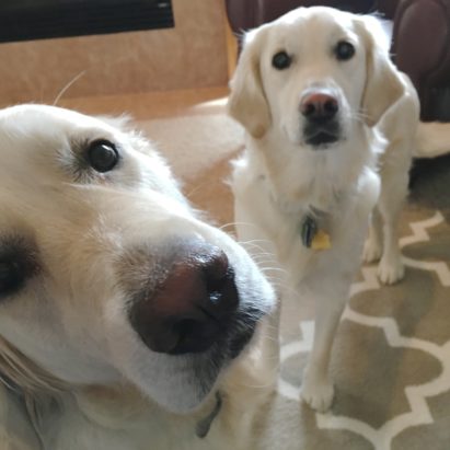Elsa and Lucy - Adding Structure Helps a Pair of English Cream Retrievers Learn to Behave Better