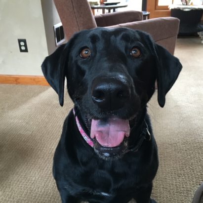 Lilly the Black Lab - Helping a High Energy Black Lab Develop Respect For Her Guardians