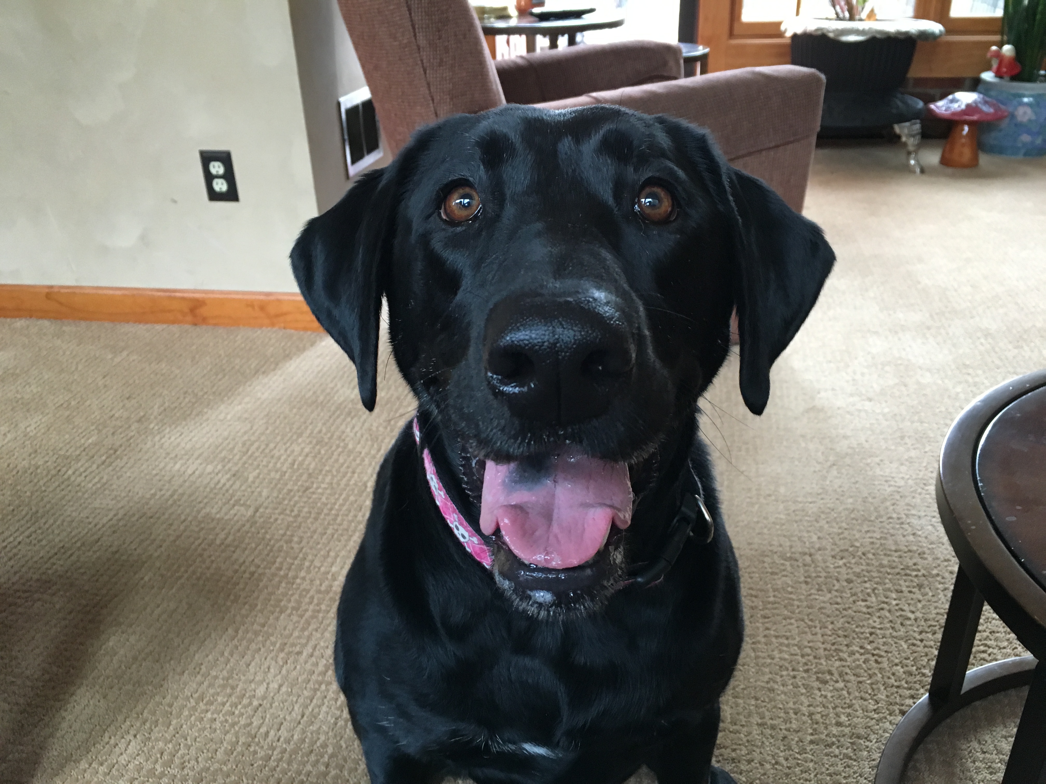 Lilly the Black Lab
