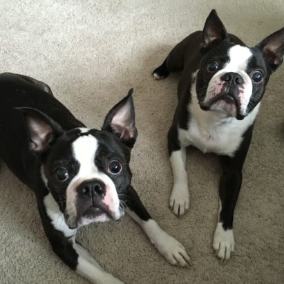 Rudy and Oscar - Teaching a Couple Boston Terrier's to Calm Down and Behave