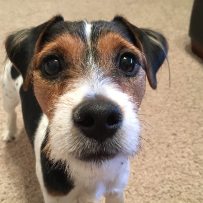 huxley copy - Helping a Nervous Jack Russell Terrier Learn to Relax