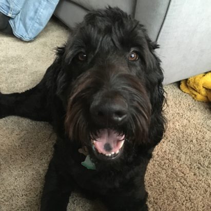reggie black goldendoodle - Teaching a Goldendoodle to Respect and Listen to His Guardians