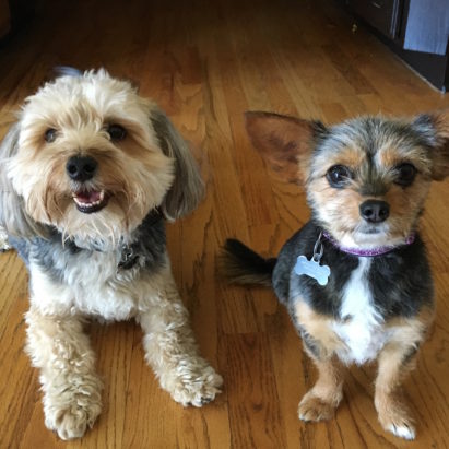 Baylee and Bella crop - Teaching a Morkie and His Room Mate to Stay Calm to Behave Better