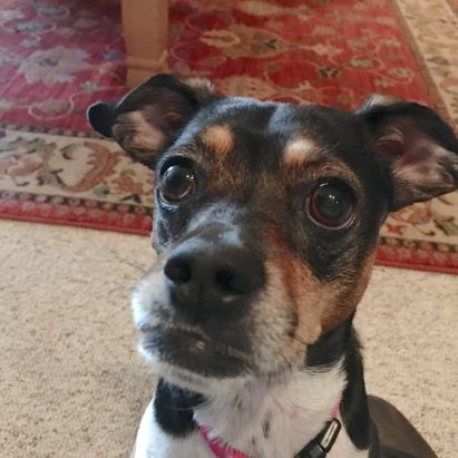 Itsy - Adding Structure to Help a Anxious Rat Terrier Learn to Relax