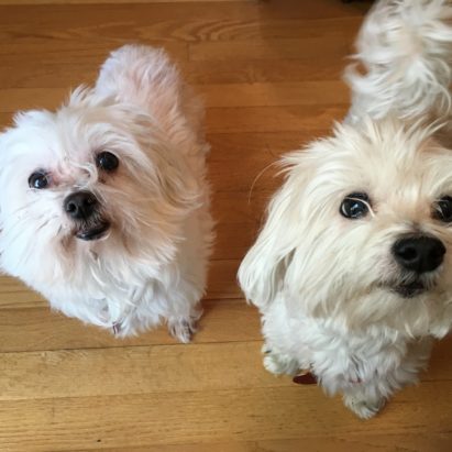 Jackie and Patches - Changing The Leader Follower Dynamic to Stop a Maltipoo's Marking in the House