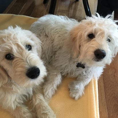 Leo and Frankie - Teaching a Pair of Mini Golden Doodle Brother Pups to Listen to Their Guardians