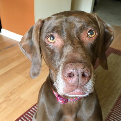 Maggie Pointer Mix - Building Up the Confidence of a Weimaraner / Vizsla mix to Stop Her Separation Anxiety