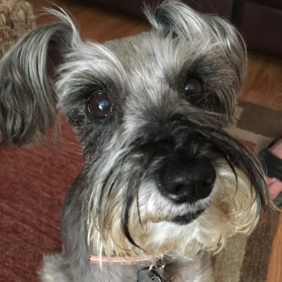 Yentle - A Leash Reactive Schnauzer Learns to "Watch" Her Guardians Instead