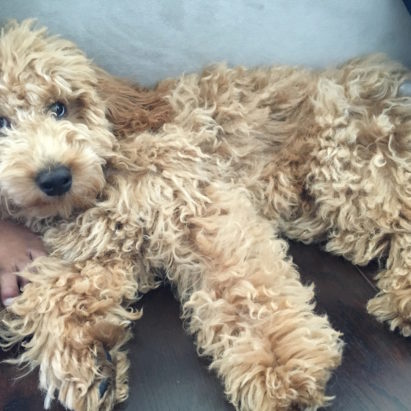 Zasu crop - A Mini Goldendoodle Learns to Stay Calm When Meeting Other Dogs