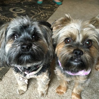 Bella and Opal - Training a Pair of Yorkie / Shih Tzu Mixes to See Their Humans as the Top Dog