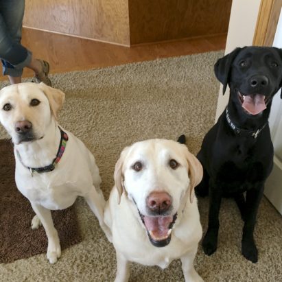 Lola Dale and Max - Training a Trio of Labs to Respect Their Guardians to Fix Their Behavior