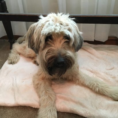 Lola Soft Coated Wheaton - Teaching an Excited Wheaten Terrier Some Control to Stop Her Unwanted Behaviors