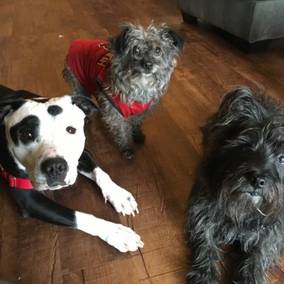 Millie Gia and Cody - Teaching a Trio of Dogs to Respect Their Guardian's Authority to Stop their Dog Aggression