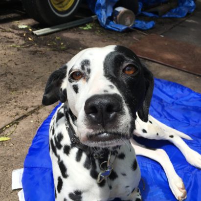Sapphire - Training a Dalmatian to Respect Her Guardians to Stop Her Dog Reactivity