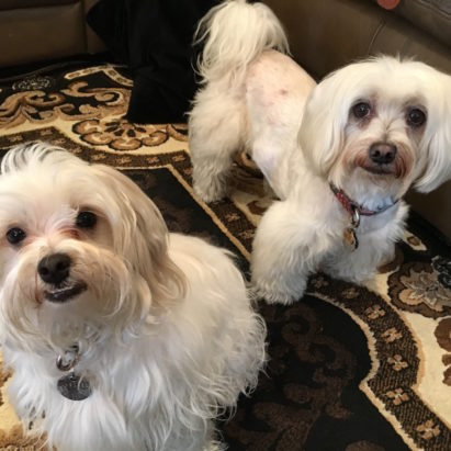Eddie and Emma crop - A Pair of Dogs in Marina del Rey Change Roles and Stop Dog Barking
