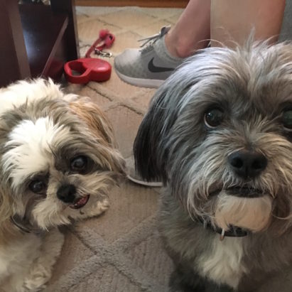 Ellie and Rocky crop - Helping a Pair of Shih Tzu's Learn to Follow Their Guardian's Lead