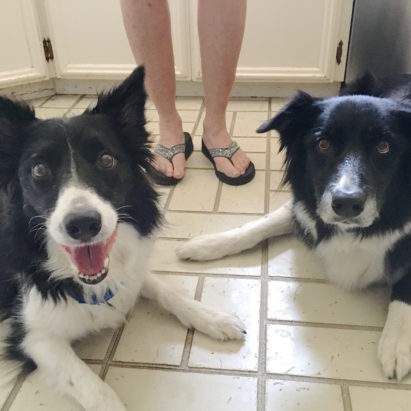 Hailey and Hobbs crop - Building Up the Confidence of a Trio of Border Collies to Stop Their Unwanted Behaviors