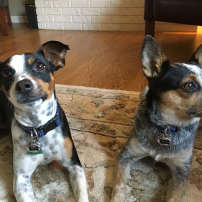 Ivy and Maggie crop - A Pair of Little Dogs Learn to Listen to Their Guardians