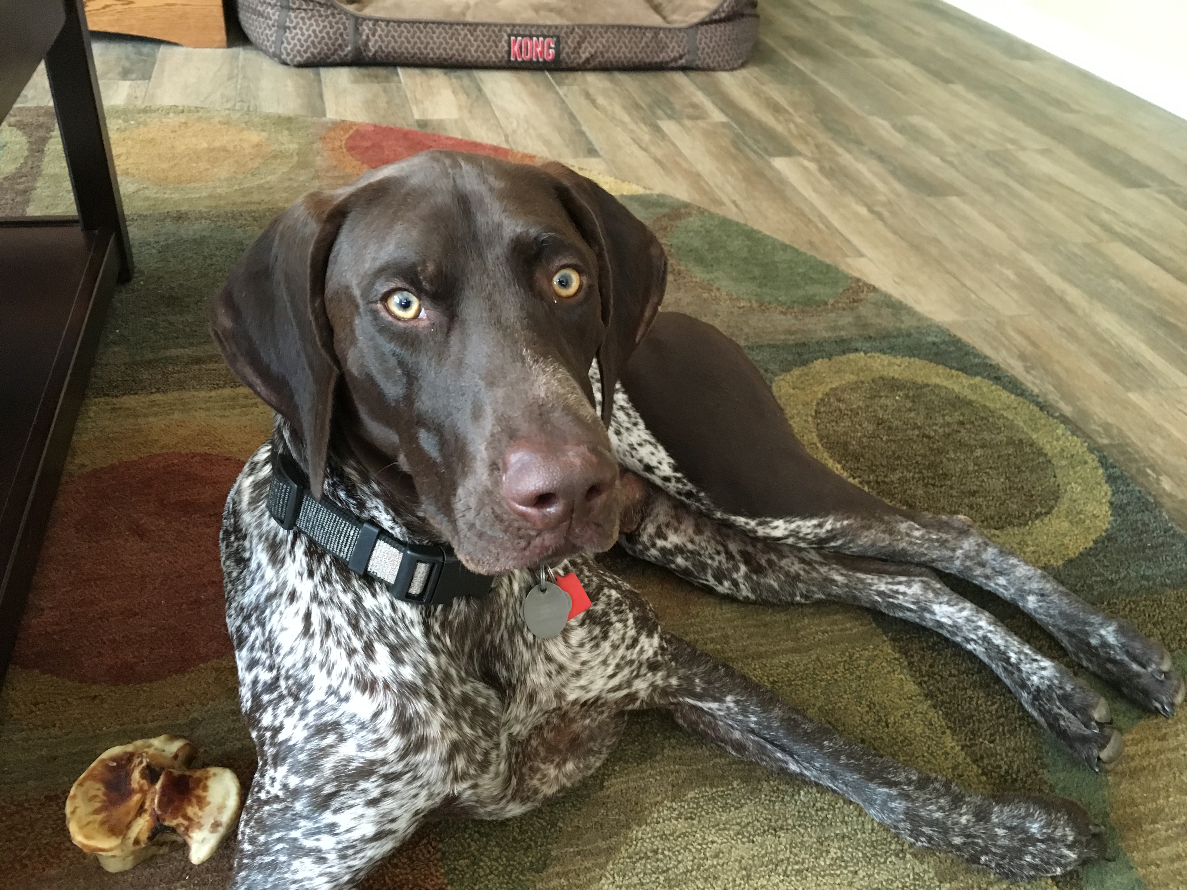 Are German Shorthaired Pointers Hyper