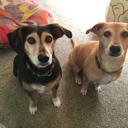 Porter and Heff - A Pair of Terrier Mixes in Marina del Rey Learn to Calm Down