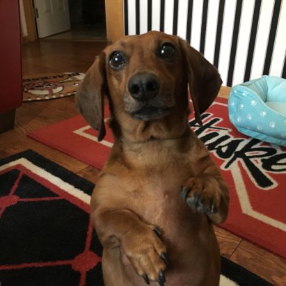 Winston Daschund - Training a Dachshund to See His Guardian as an Authority Figure to Stop Dog Barking
