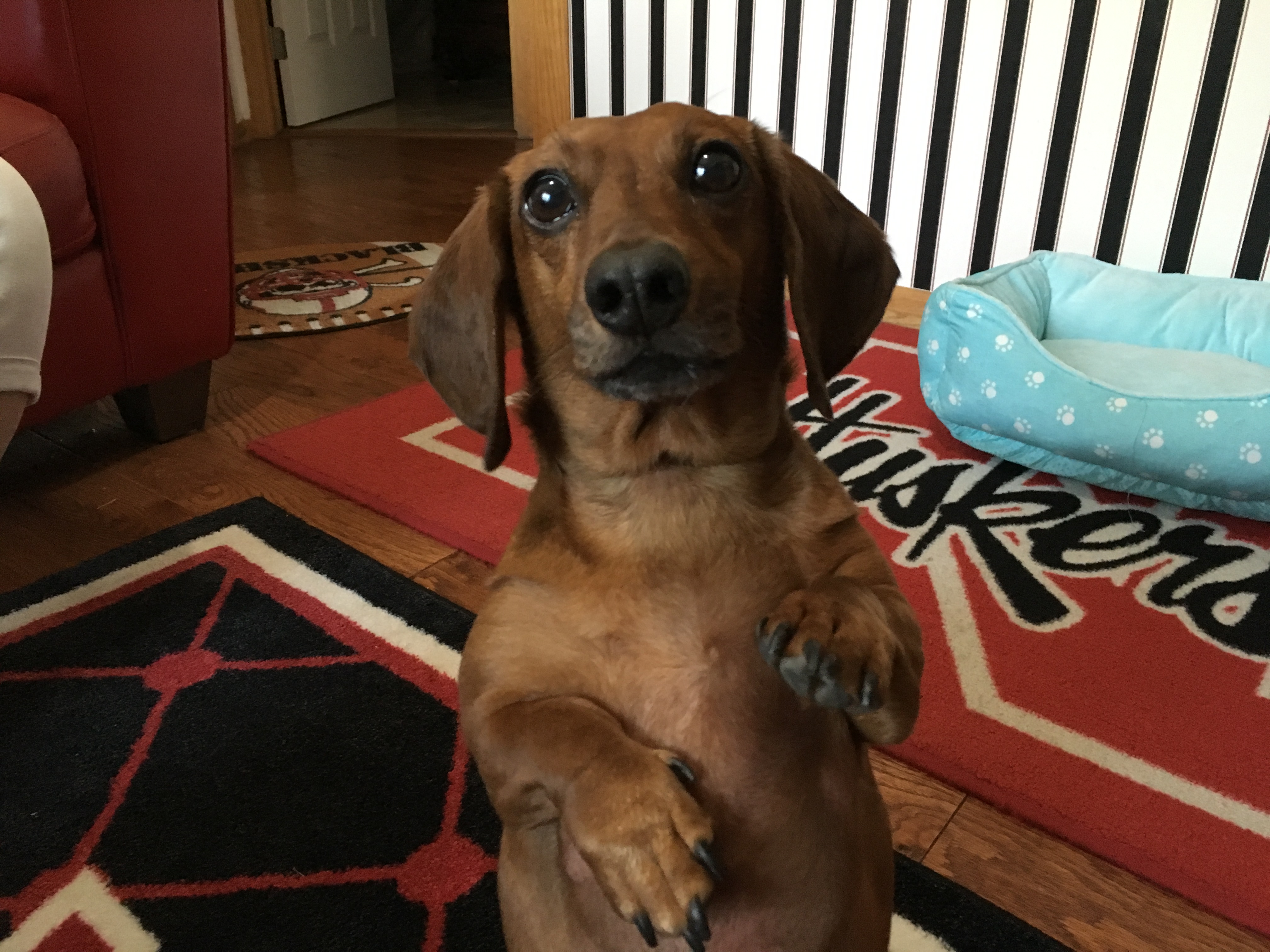 Training a Dachshund to See His Guardian as an Authority