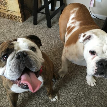 Yogi and Lily - Helping a Pair of English Bulldogs with Very Different Problems
