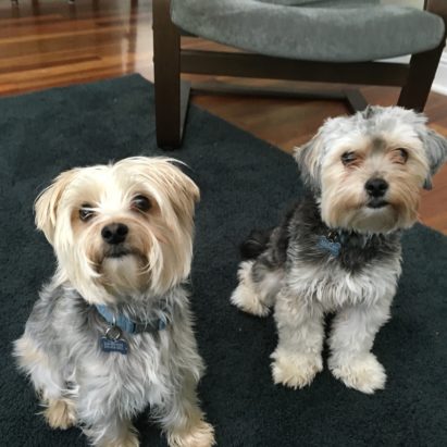 Ziggy and Marley - A Pair of Morkies in Westchester Learn to Calm Down and Potty Outside