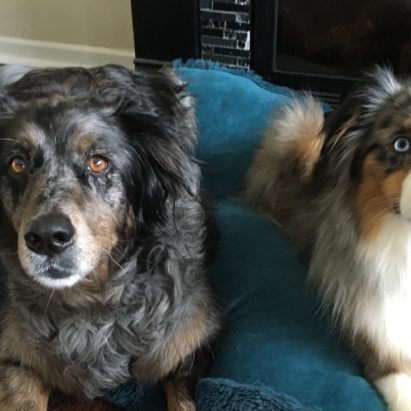 Bryda and Tucker crop - Adding Structure to Help a Pair of Australian Shepherds Respect Their Guardian