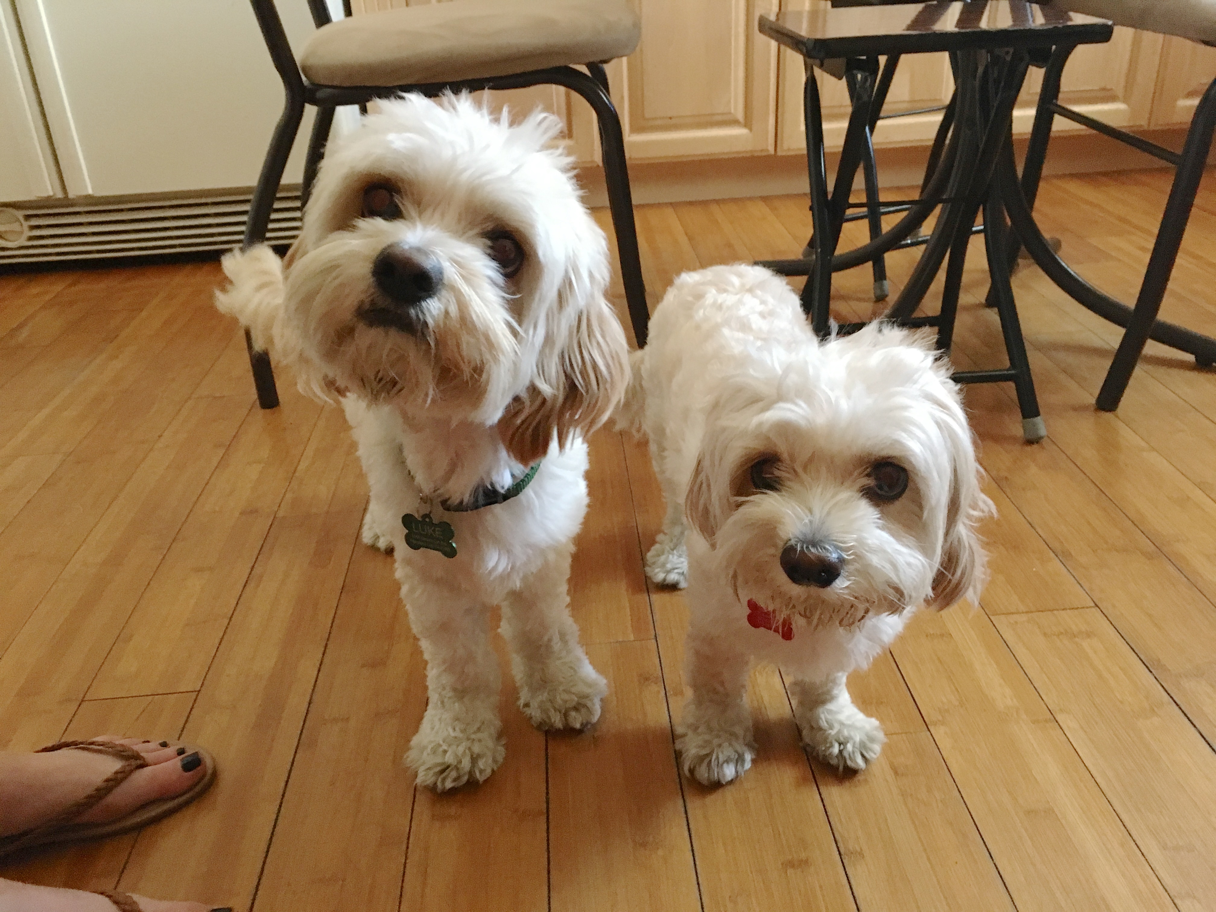 Training A Pair Of Shih Tzu Mixes To Respect Their Guardian To