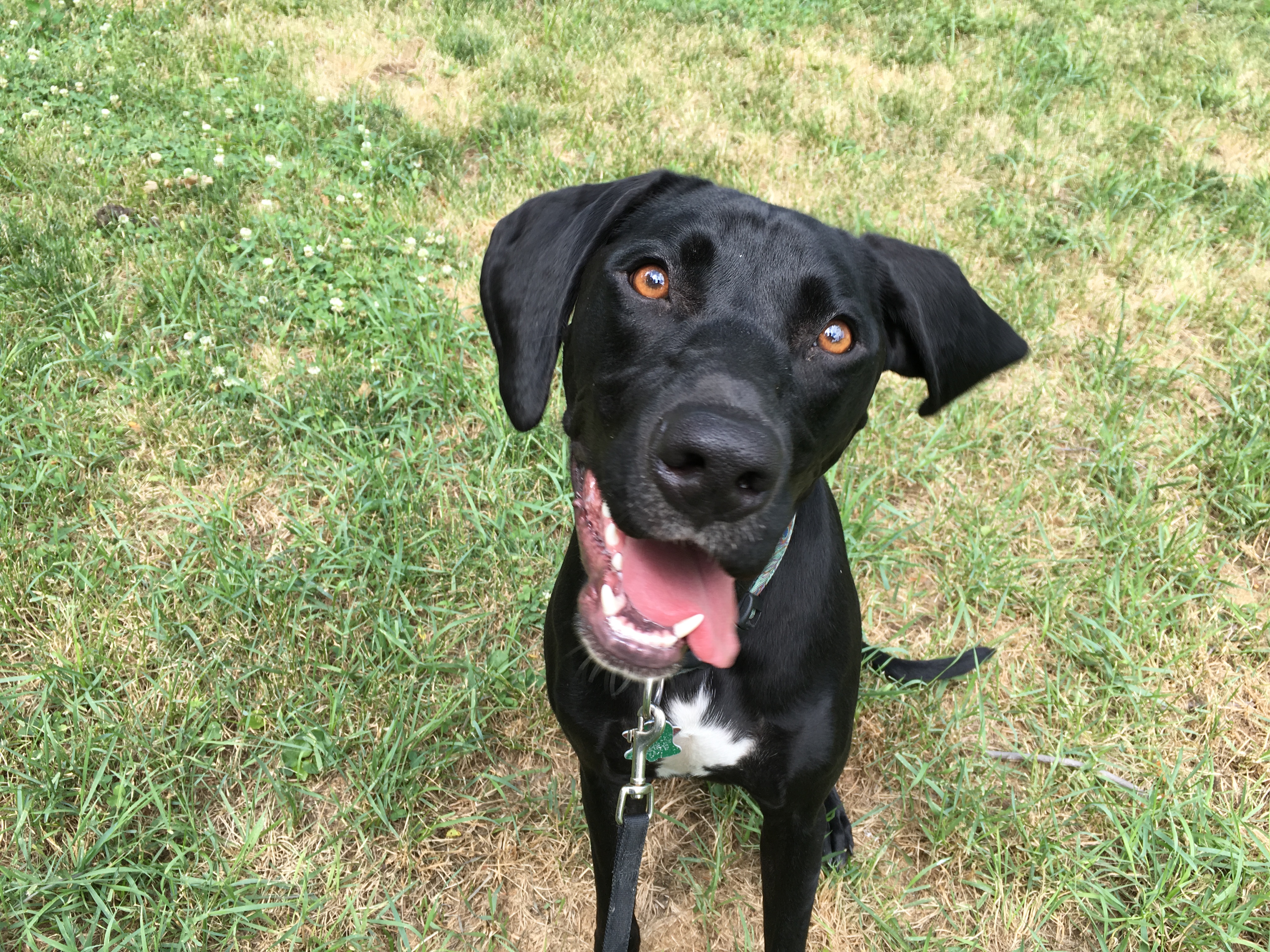 Maya is a one-year-old German Shorthair Pointer Lab mix who I worked with a...
