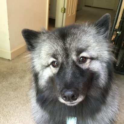 Odin - Kennel Training a Keeshond to Help Him with His Separation Anxiety