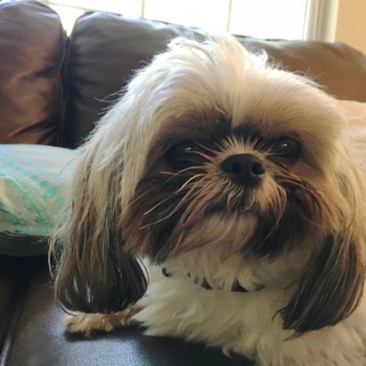Ace Angel - Helping a Shih Tzu Mix Get Over His Fear of Males