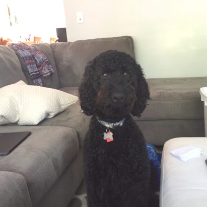 Bernard Black GoldenD - Leash Training and Structure Help a High Energy Goldendoodle Calm Down and Listen