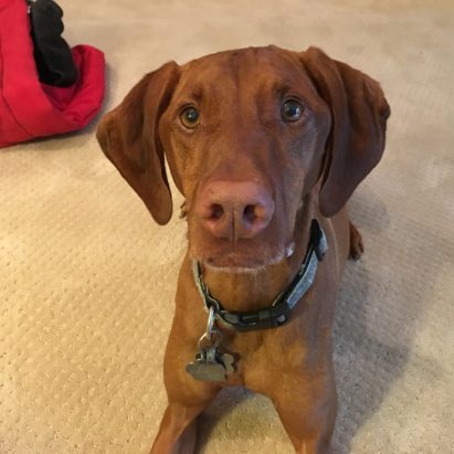 Daisy Vizsla - Stopping a Vizsla From Resource Guarding Her Kennel or Food