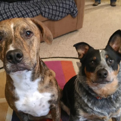 Jagger and Pistol crop - Introducing Some Rules to Help a Dog Reactive Blue Heeler