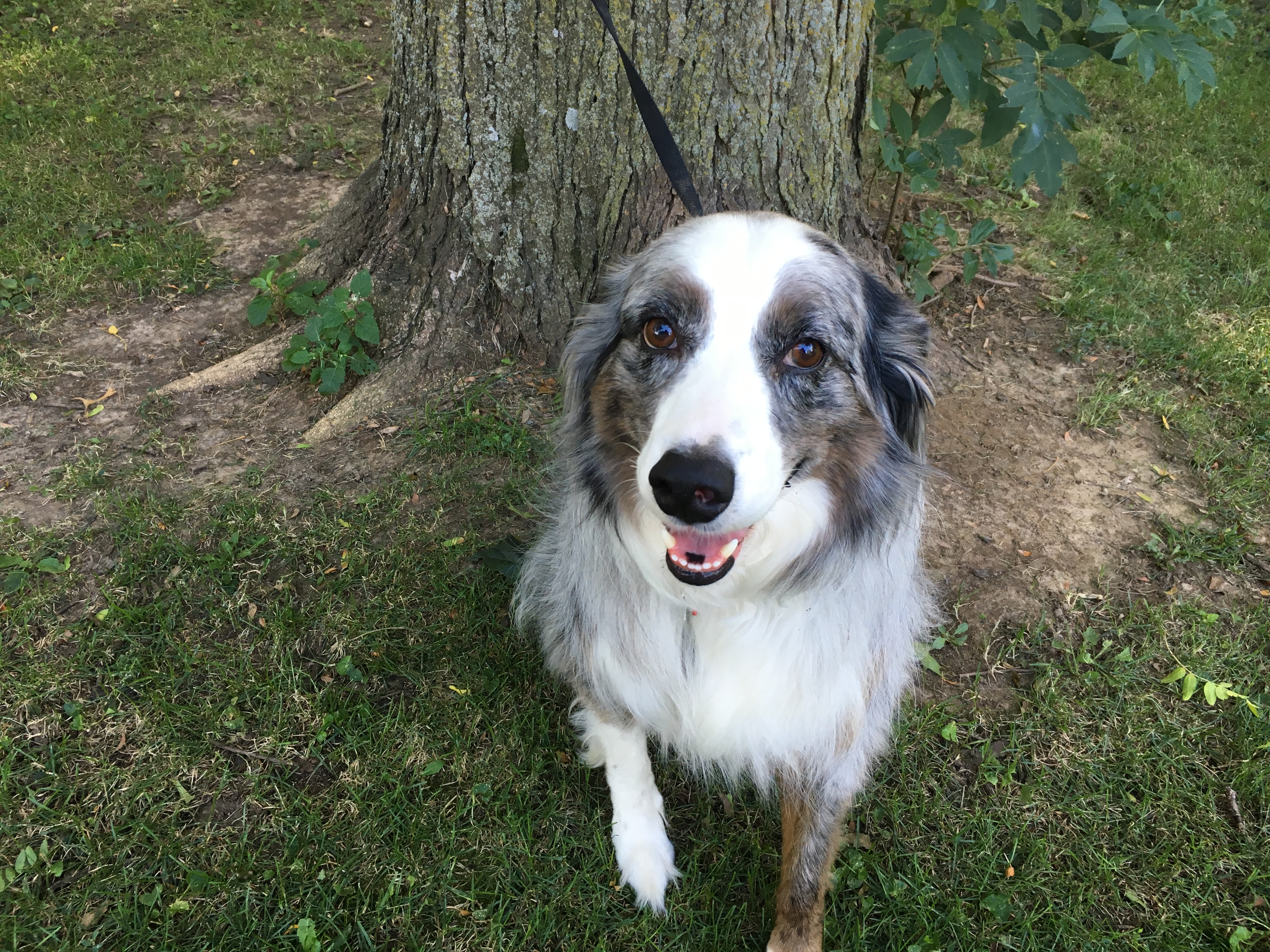 Helping A Border Collie Australian Shepherd Stop Being Aggressive Dog Gone Problems