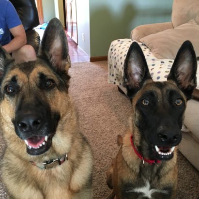 Kali and Kya - Training a Belgian Malinois to Listen Better and Walk in a Heel