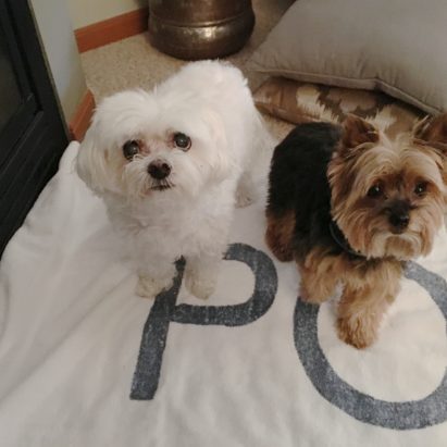 Molly and Lucy - Helping a Maltese Develop More Confidence and a Yorkie More Control