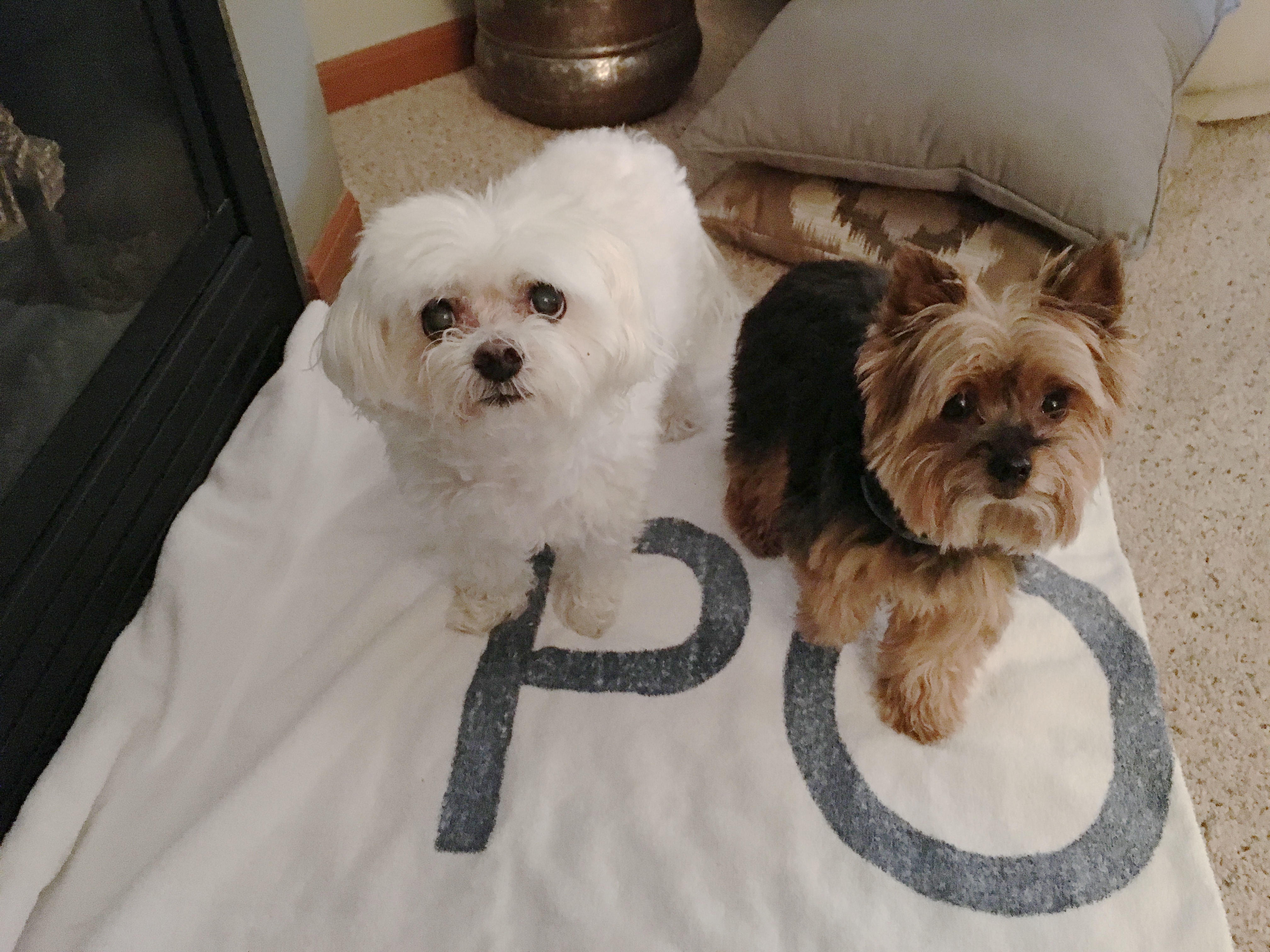 yorkie with maltese