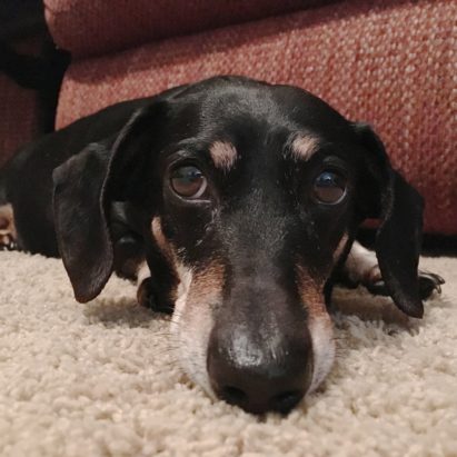 Schnapps Weiner - Some Kennel Training Helps a Miniature Dachshund Get Over His Separation Anxiety