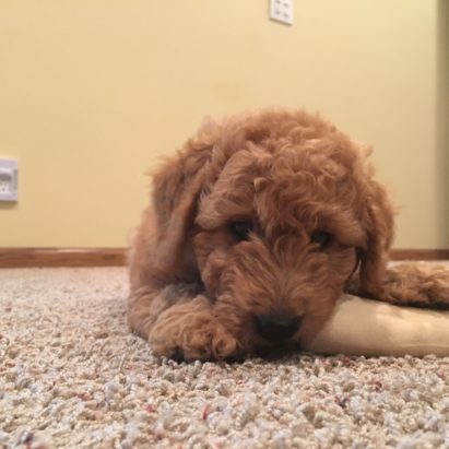 Snoop Goldendoodle 1 - A Goldendoodle Pup Gets Some Early Training - Puppy School is in Session!