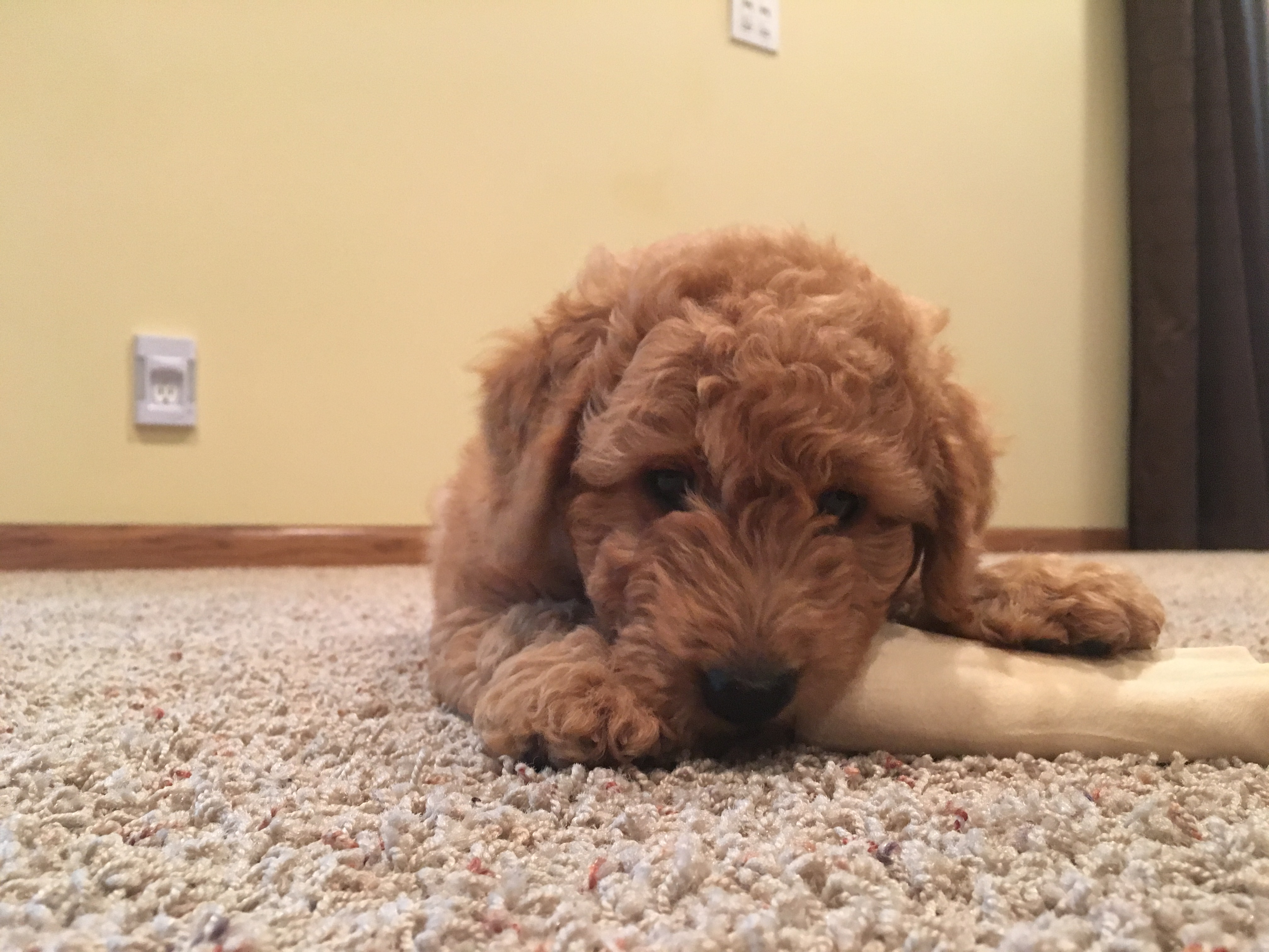 A Goldendoodle Pup Gets Some Early