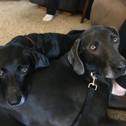 Axel and Daws - Training a Pair of Lab Weimaraner Brothers to Respect their Guardians