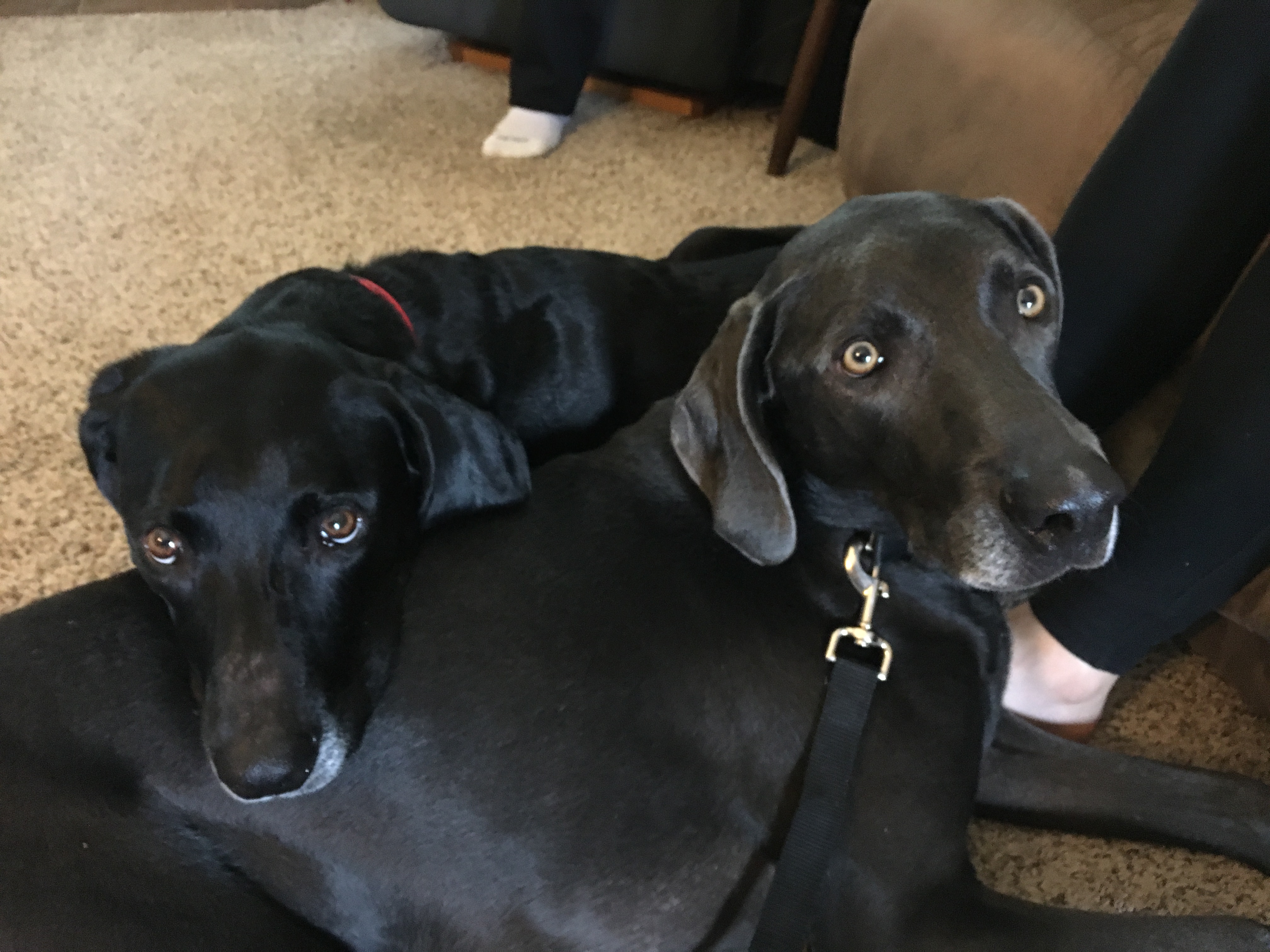 Training A Pair Of Lab Weimaraner Brothers To Respect Their Guardians Dog Gone Problems