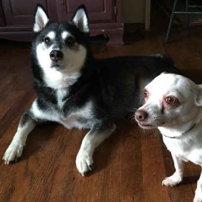 Gizmo and Sam crop - Some Rules and Leash Training Help a Klee Kai Learn to Become a Follower