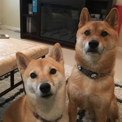 Lady and Champ - Training a Pair of Shiba Inu's to Listen to and Respect Their Family