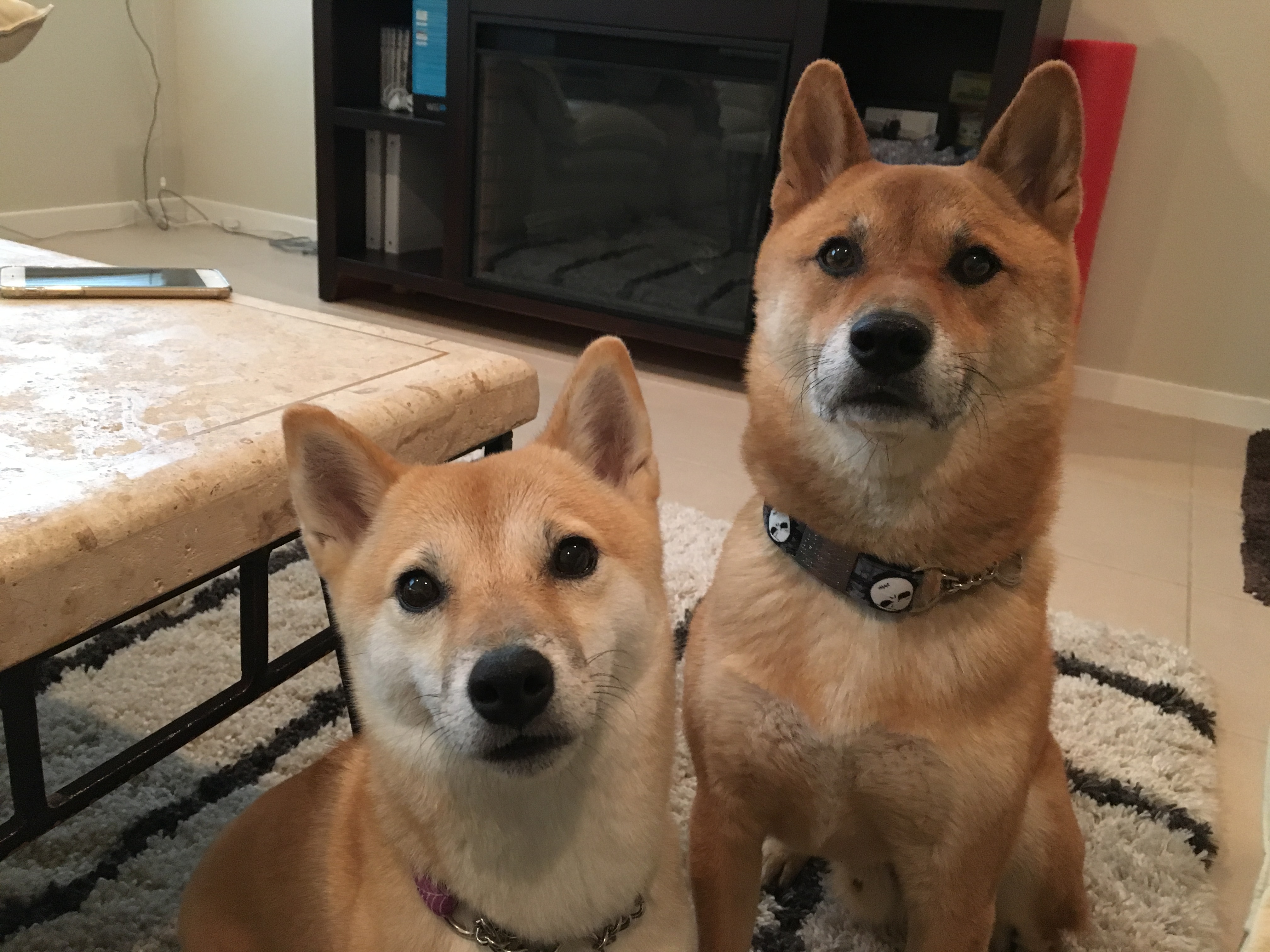 Training A Pair Of Shiba Inus To Listen To And Respect