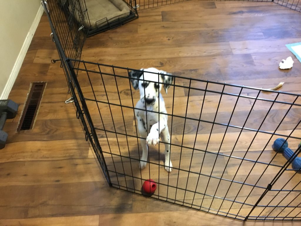 
Stopping a Puppy From Climbing Out of the Play Pen: Dog Gone Problems
